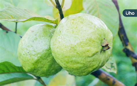 榕樹芭樂功效|榕樹芭樂：功效、營養價值、禁忌、正確食用方式